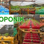 67 istilah bidang pertanian