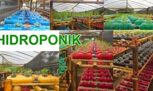 67 istilah bidang pertanian
